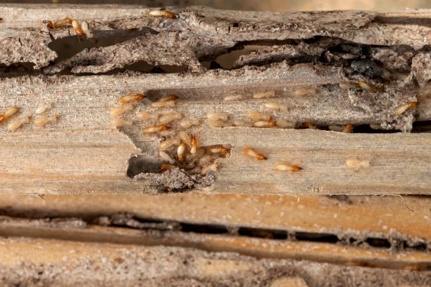 Best Ant Control Services  in St Marys, KS